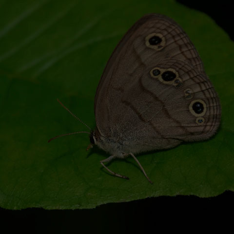 Little Wood Satyr