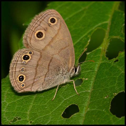 Little Wood Satyr