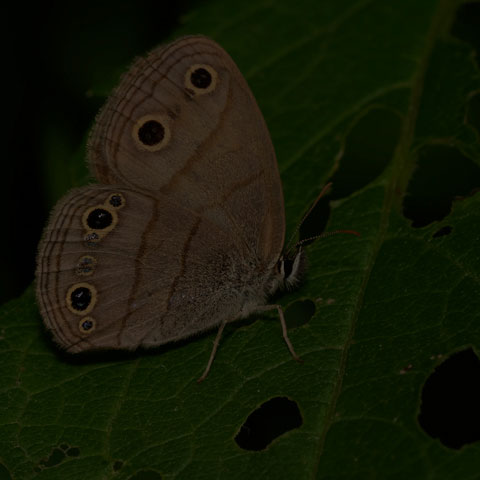 Little Wood Satyr