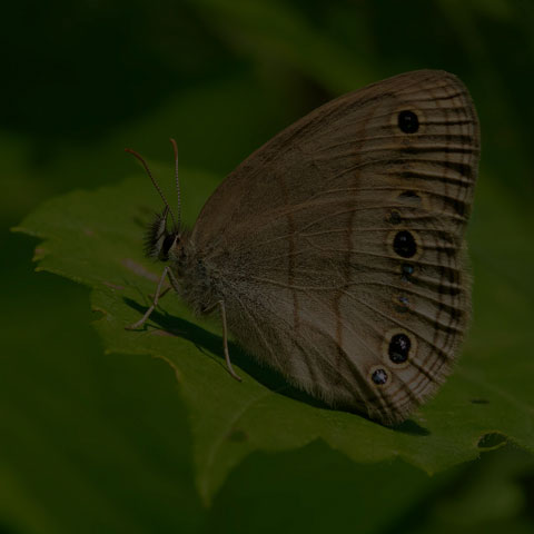 Little Wood Satyr