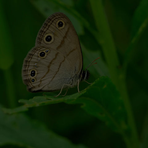 Little Wood Satyr