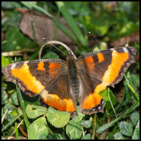 Milbert's Tortoiseshell