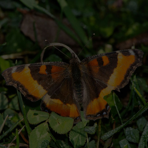 Milbert's Tortoiseshell