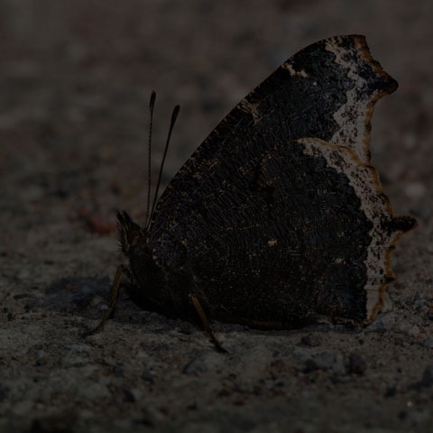 Mourning Cloak