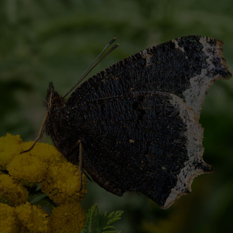Mourning Cloak