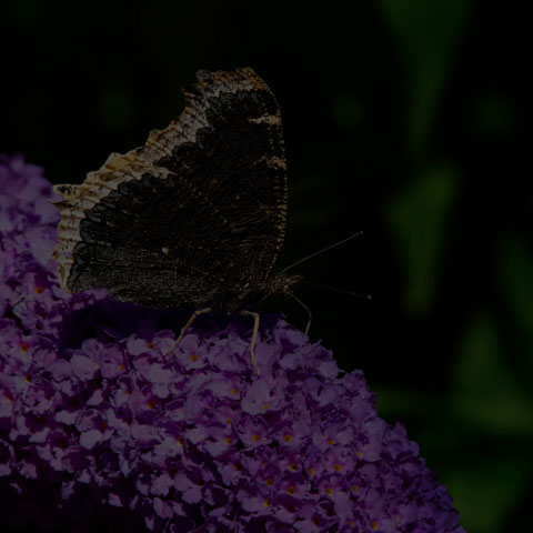 Mourning Cloak
