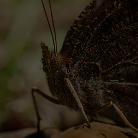 Mourning Cloak