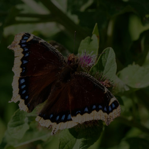 Mourning Cloak