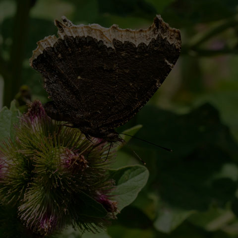 Mourning Cloak