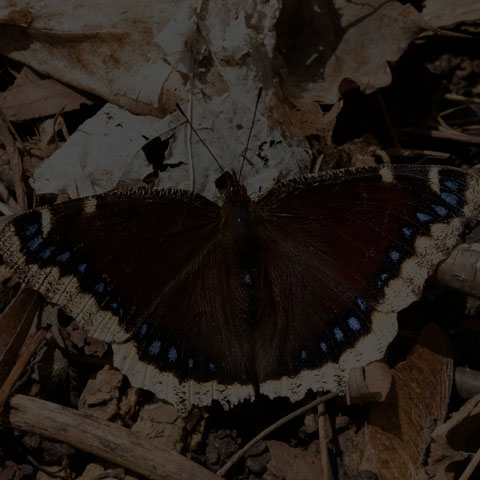 Mourning Cloak