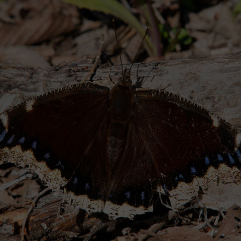 Mourning Cloak