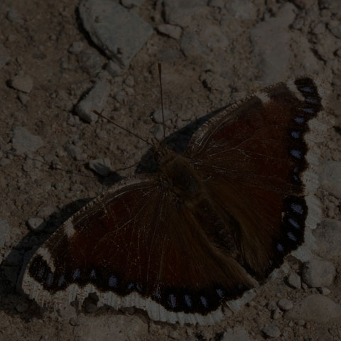 Mourning Cloak