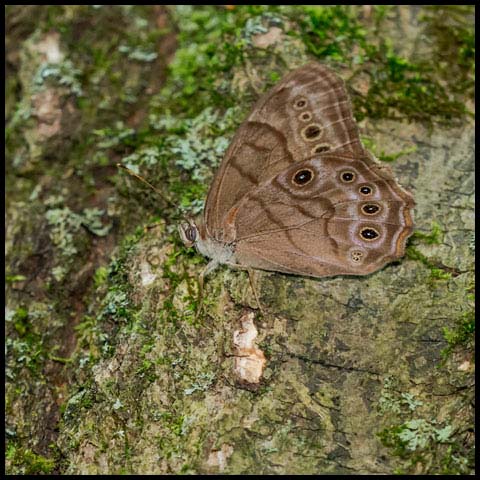 Northern Pearly-eye