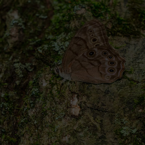 Northern Pearly-eye