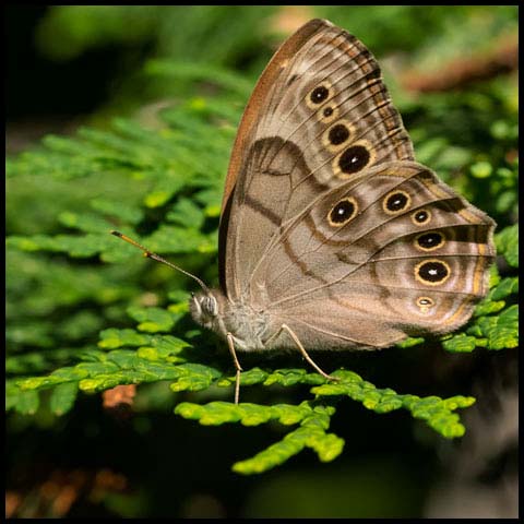 Northern Pearly-eye