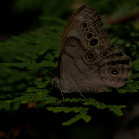 Northern Pearly-eye