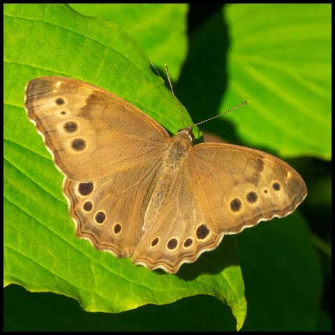 Northern Pearly-eye