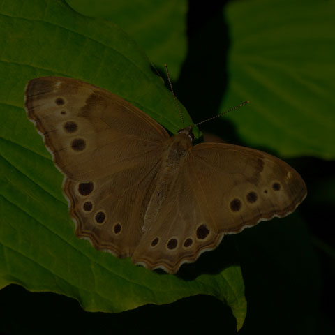 Northern Pearly-eye