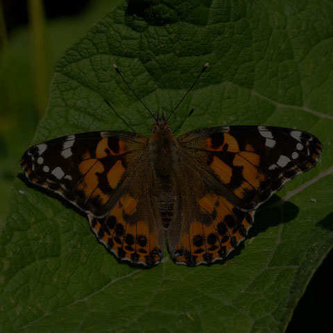 Painted Lady