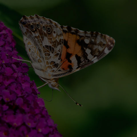 Painted Lady
