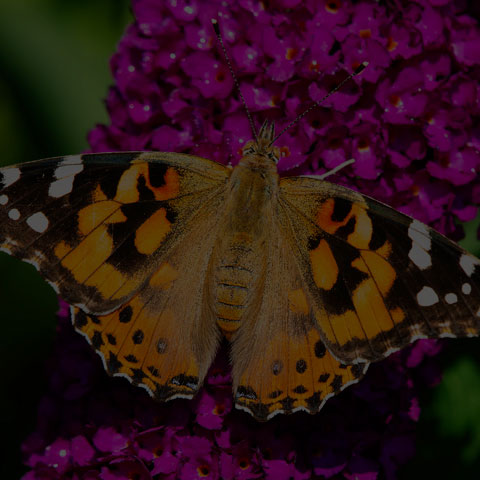 Painted Lady