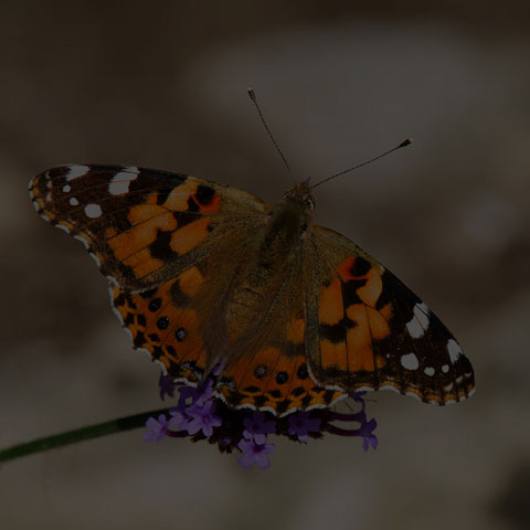 Painted Lady
