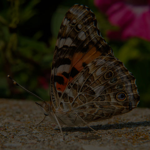 Painted Lady