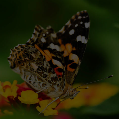 Painted Lady