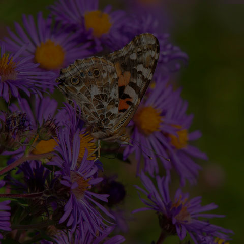 Painted Lady
