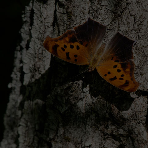 Question Mark