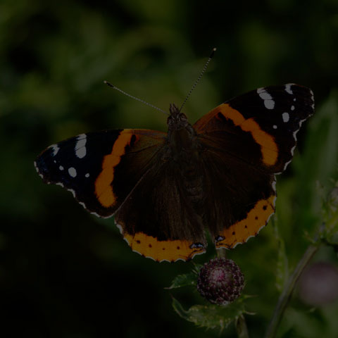 Red Admiral