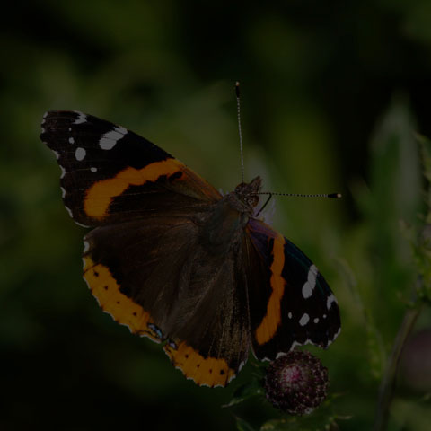 Red Admiral