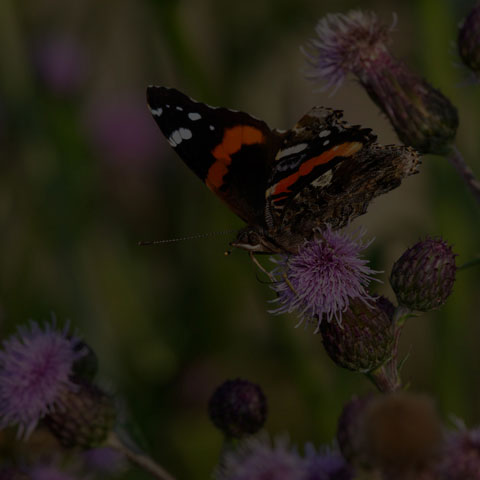 Red Admiral