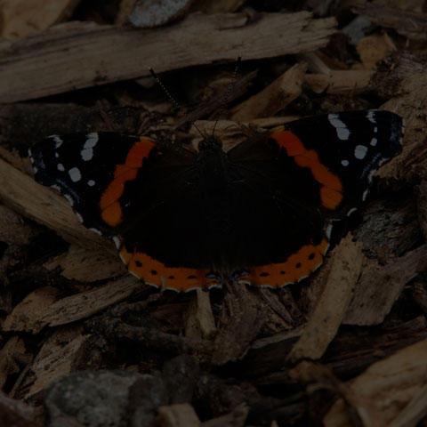 Red Admiral