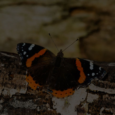 Red Admiral