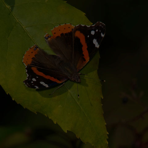 Red Admiral