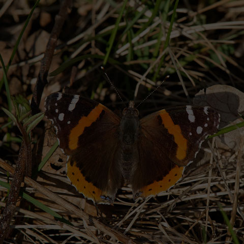 Red Admiral
