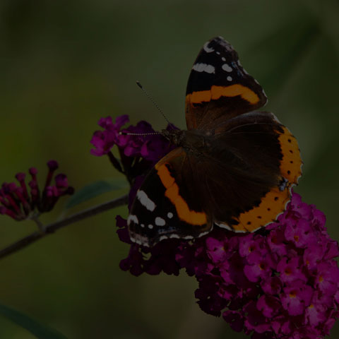 Red Admiral