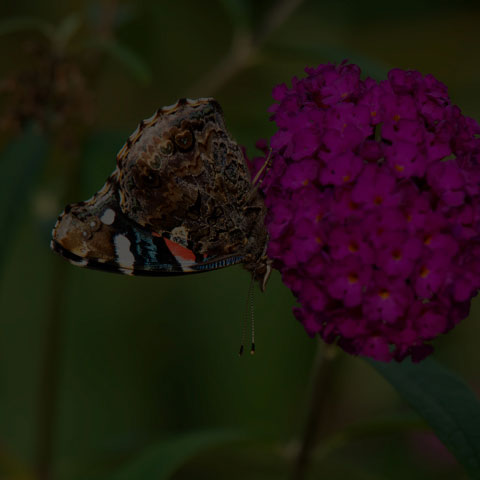 Red Admiral