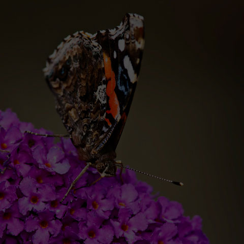 Red Admiral