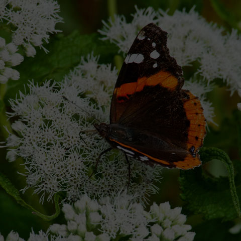 Red Admiral