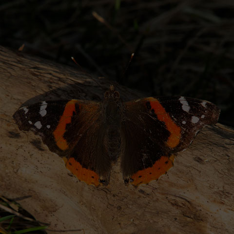 Red Admiral