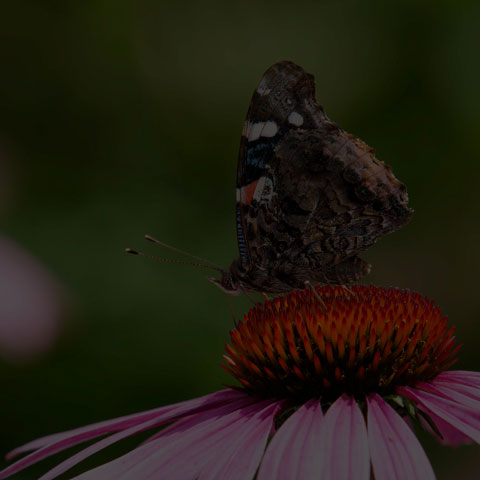 Red Admiral
