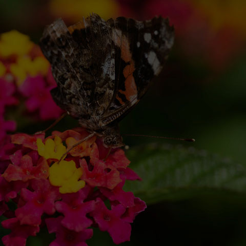 Red Admiral