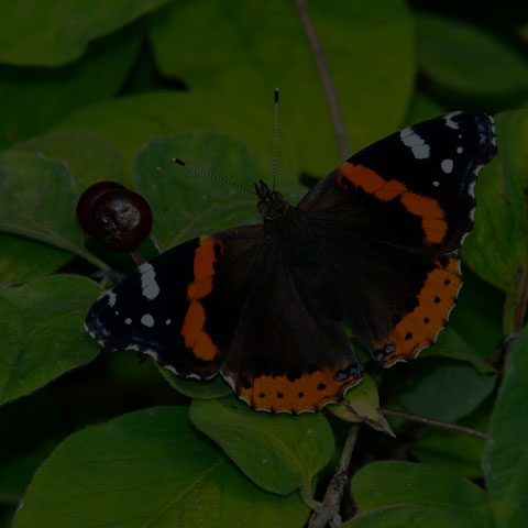 Red Admiral