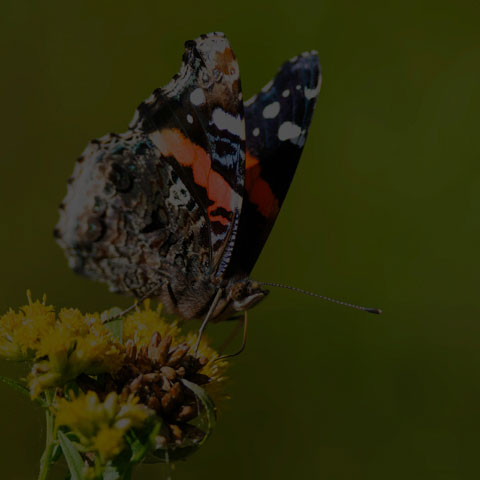 Red Admiral