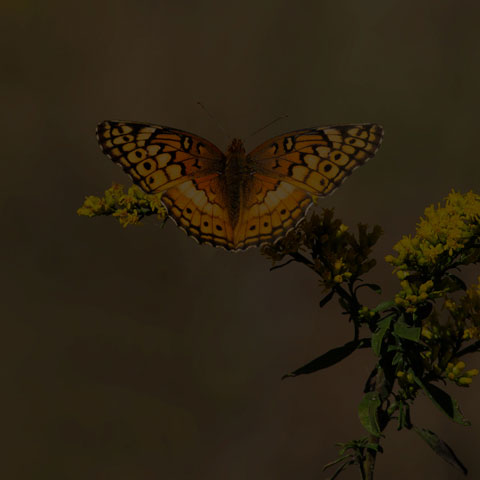 Variegated Fritillary