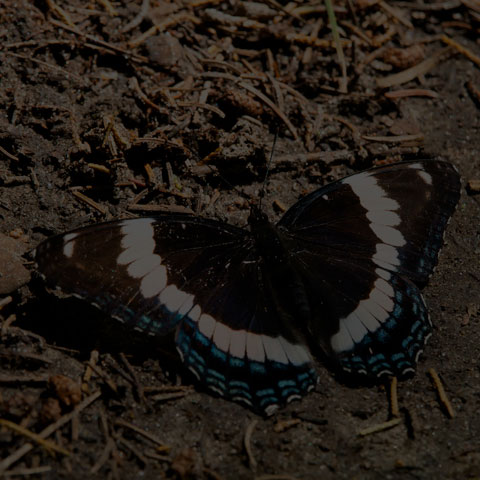 White Admiral