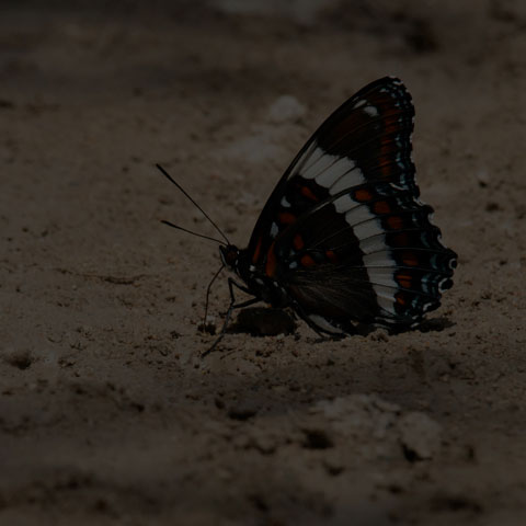 White Admiral