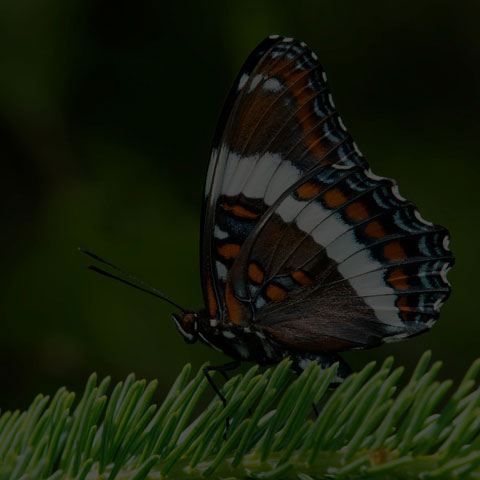 White Admiral